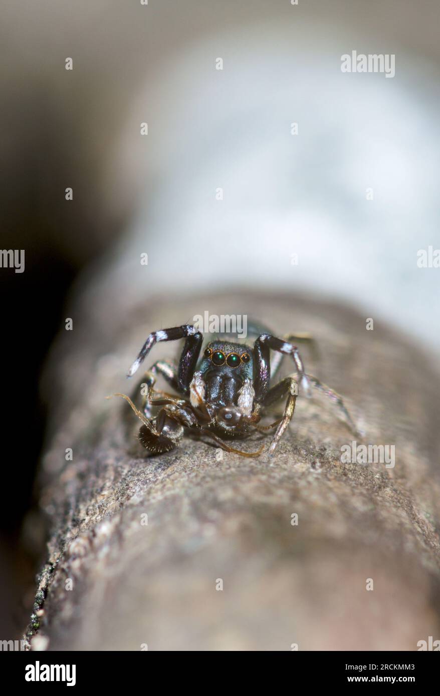 Japanese Ant Jumping Spider (Siler cupreus) with captured ant, Saltidae. Kobe, Japan Stock Photo