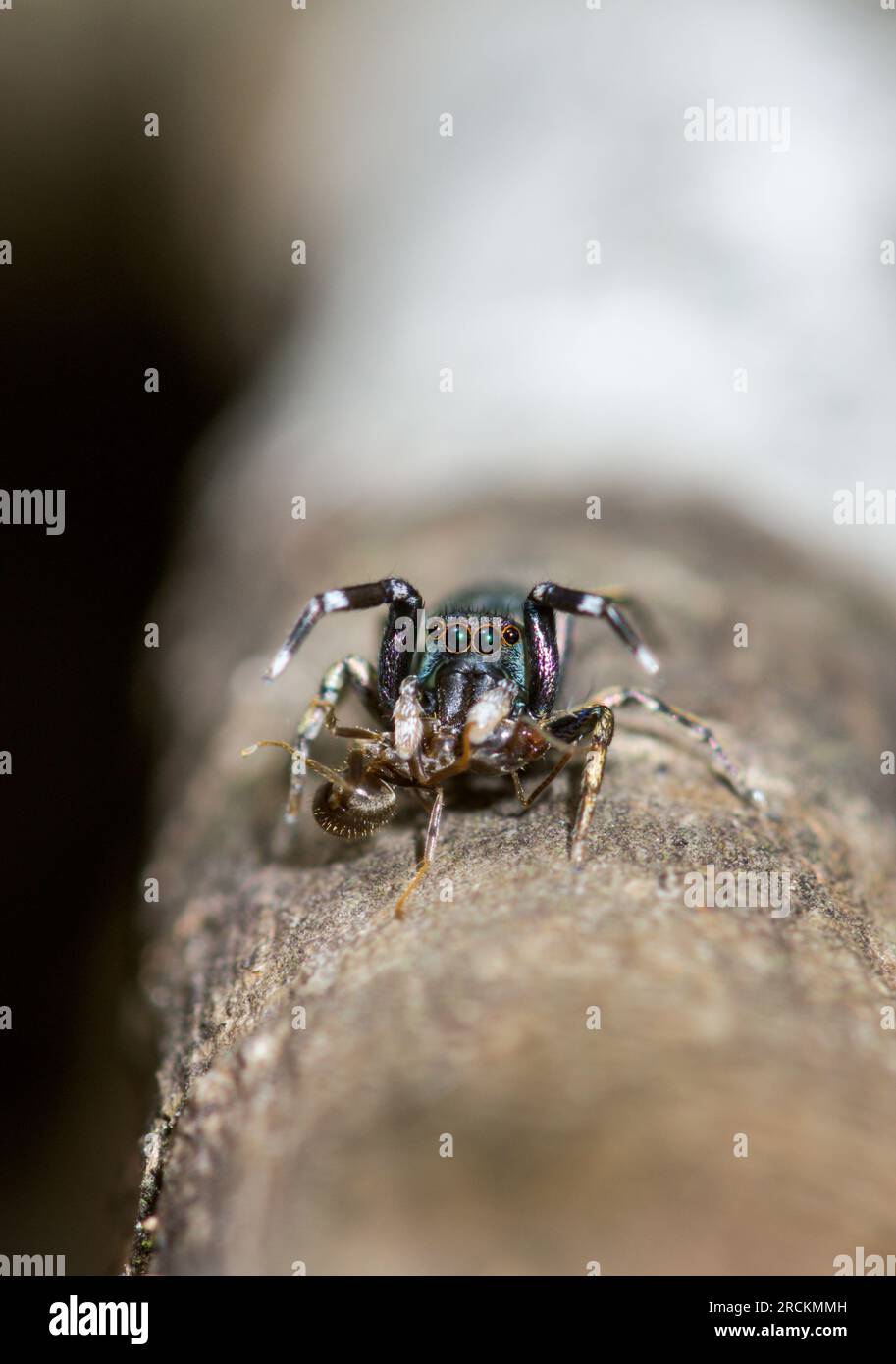 Japanese Ant Mimic Jumping Spider (Siler cupreus) feeding on ant, Saltidae. Kobe, Japan Stock Photo