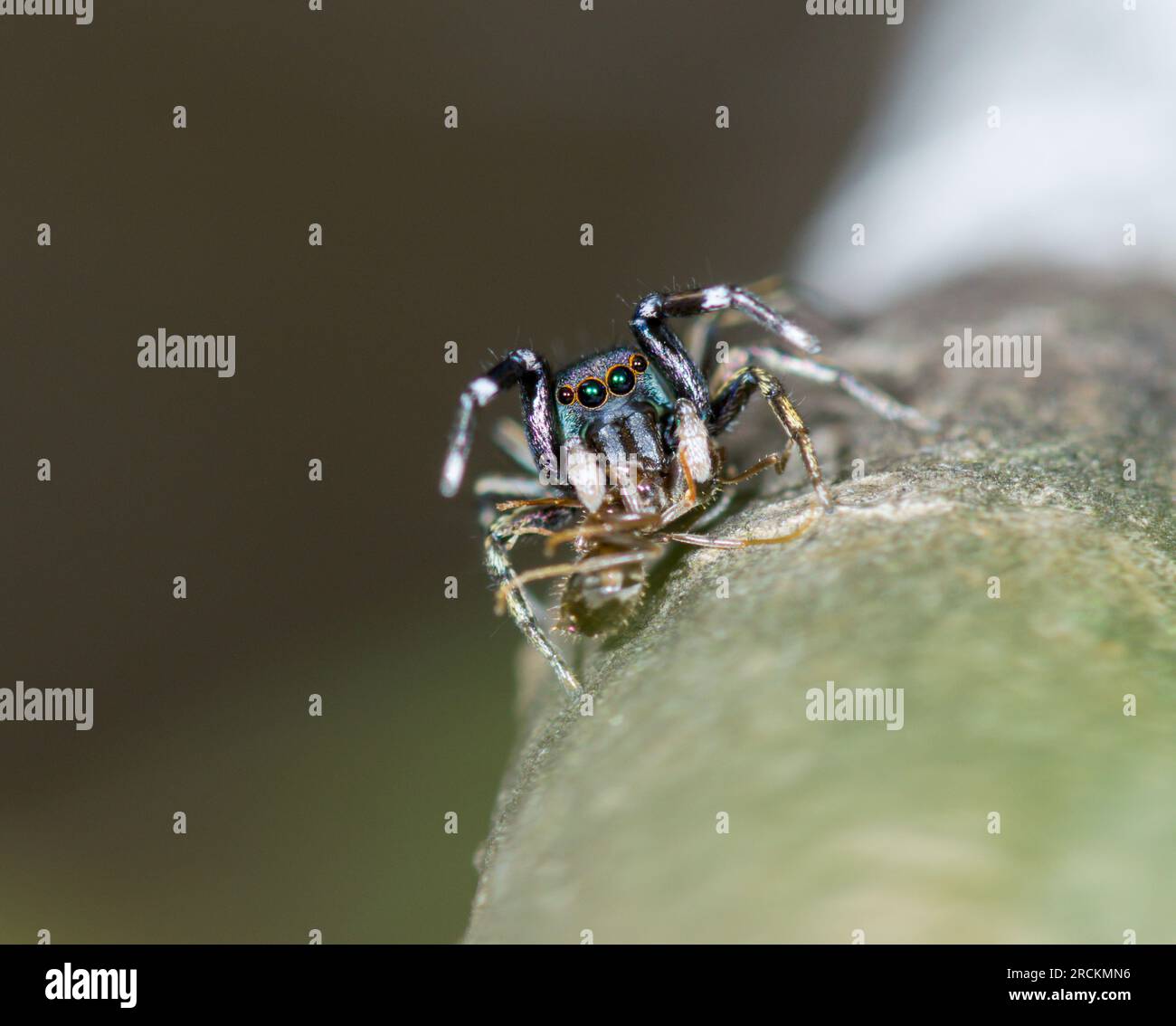 Japanese Ant Mimicking Jumping Spider (Siler cupreus) predating an ant, Saltidae. Kobe, Japan Stock Photo