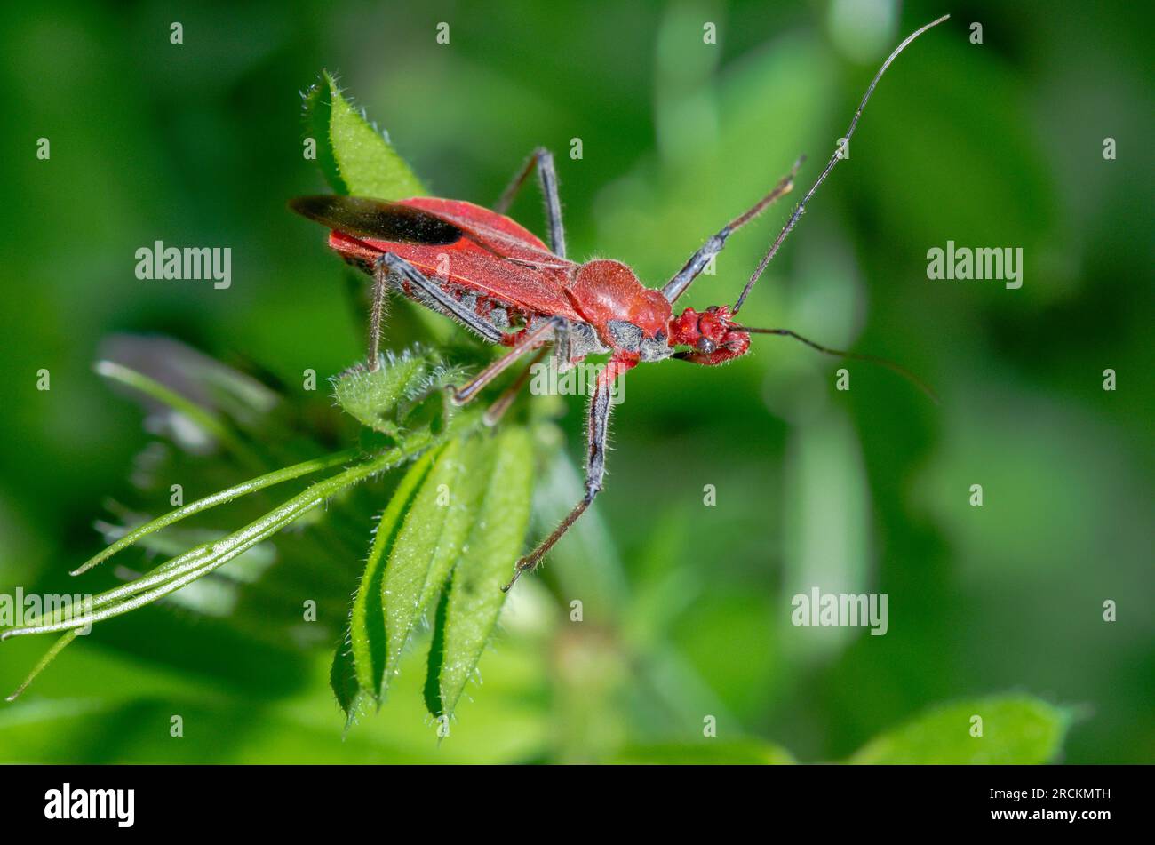 JAPANESE Assassin Bug (Cydnocoris russatus). Reduviidae. Kobe, Japan Stock Photo