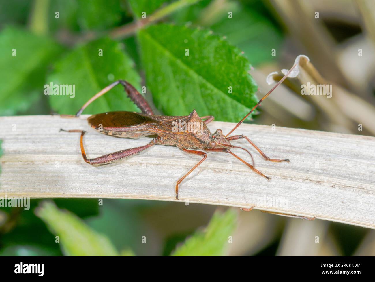 JAPANESE Bean Bug (Riptortus pedestris). Alydidae. Kobe, Japan Stock Photo