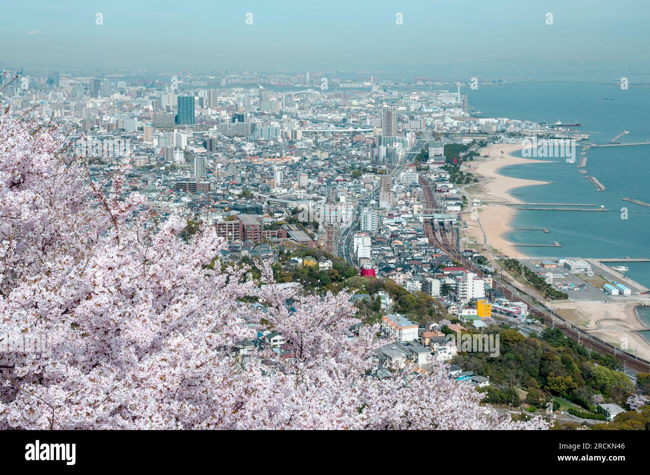 Japanese Cherry Blossom, Sakura Season, Rokko Mountain Kobe, Japan Stock Photo