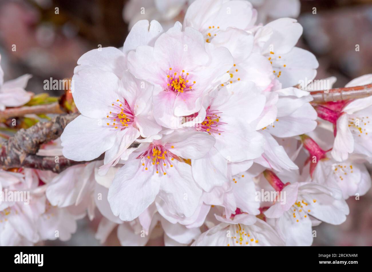 Japanese Cherry Blossom. Sakura Season, APRIL Kobe, Japan Stock Photo