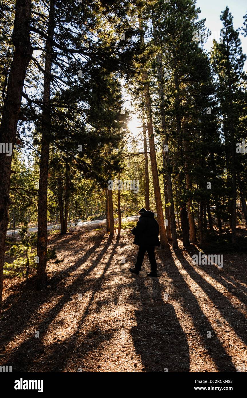 Man walking in distance with evening sun shining through trees at Golden Gate Canyon State Park, Colorado, USA Stock Photo