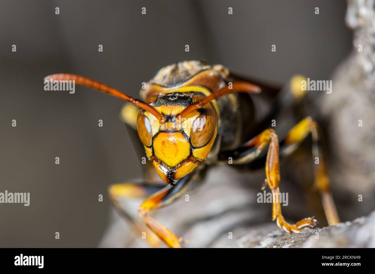 Japanese Dark waisted Paper Wasp (Polistes jokahamae), Vespidae. Kobe, Japan Stock Photo