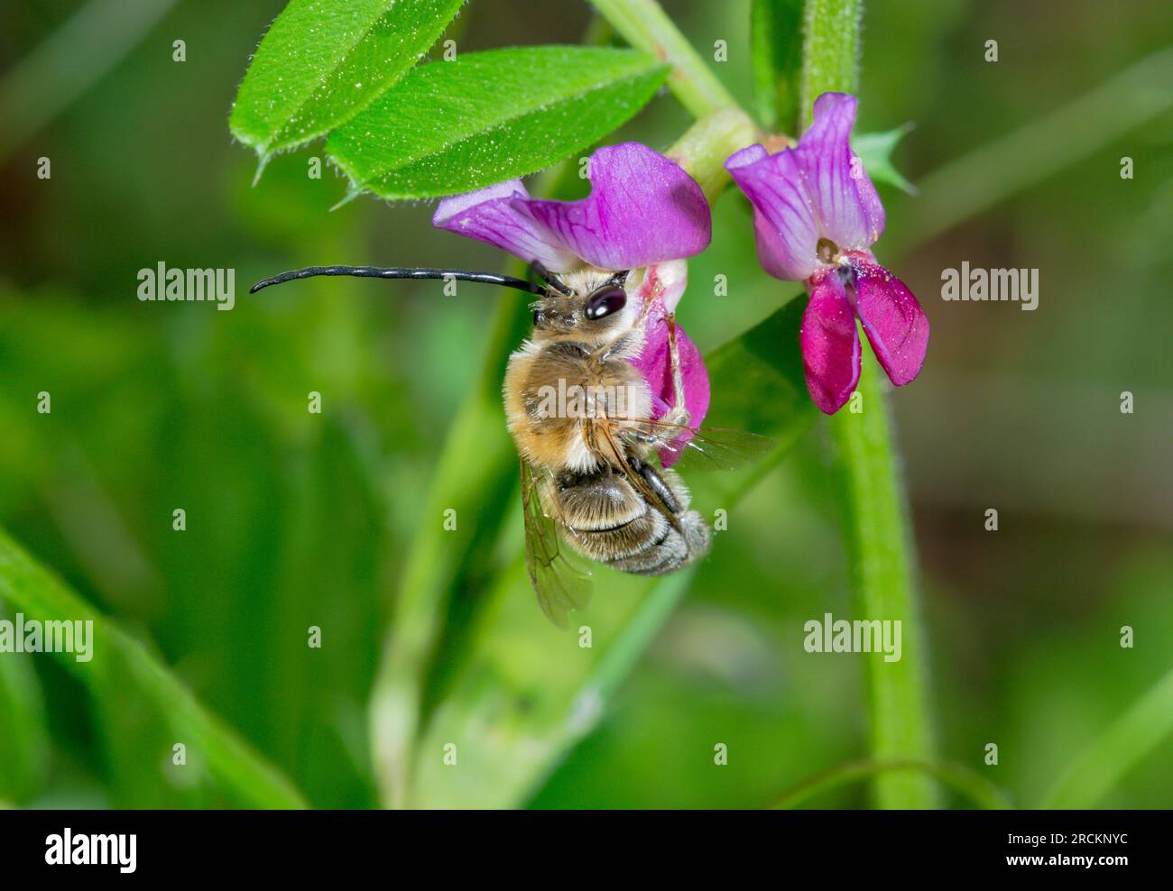 Japanese Longhorn Bee, Apidae (Eucera cf nipponensis) visiting legume