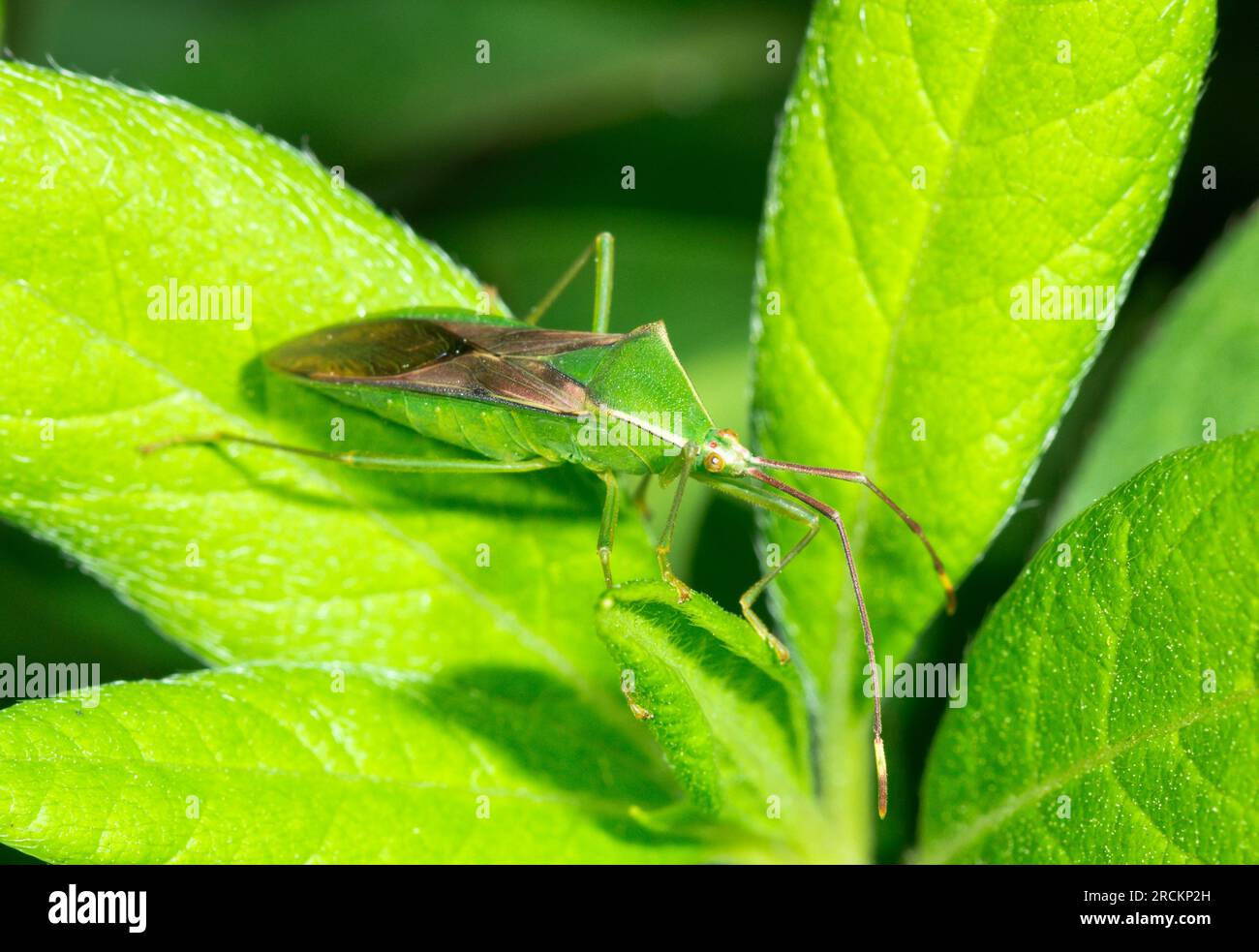 JAPANESE Rice Bug (Leptocorisa chinensis) Female. Alydidae. Kobe, Japan Stock Photo