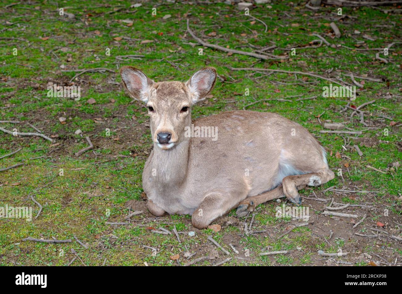 JAPANESE Sika Deer / Northern Spotted Deer (Cervus nippon). Cervidae. Nara Deer Park, Japan Stock Photo
