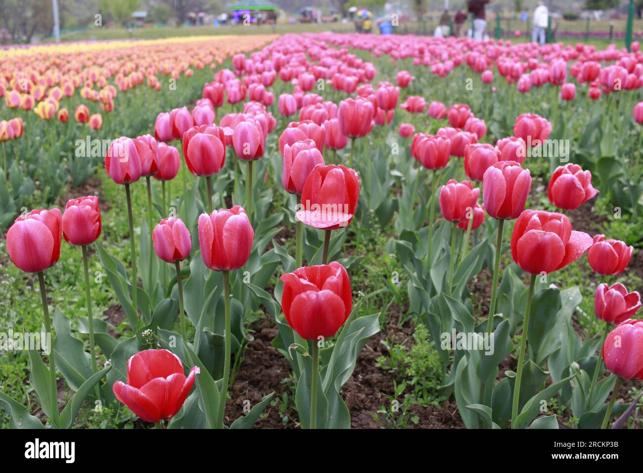Tulip flower and Tulip festival in Kashmir. Beautiful wall mounting