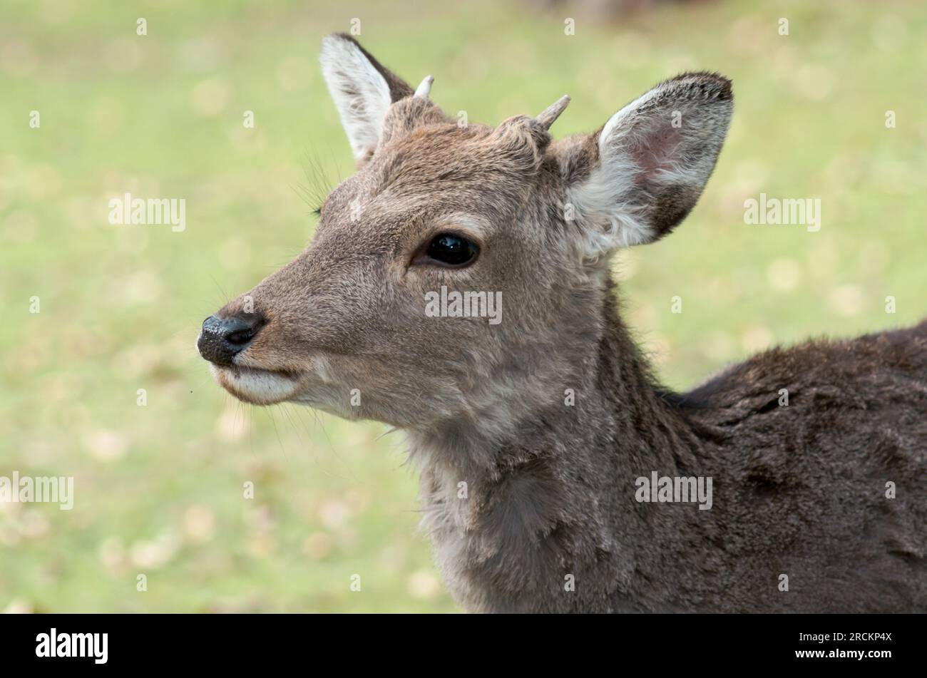 JAPANESE Sika Deer / Northern Spotted Deer (Cervus nippon). Cervidae. Nara Deer Park, Japan Stock Photo