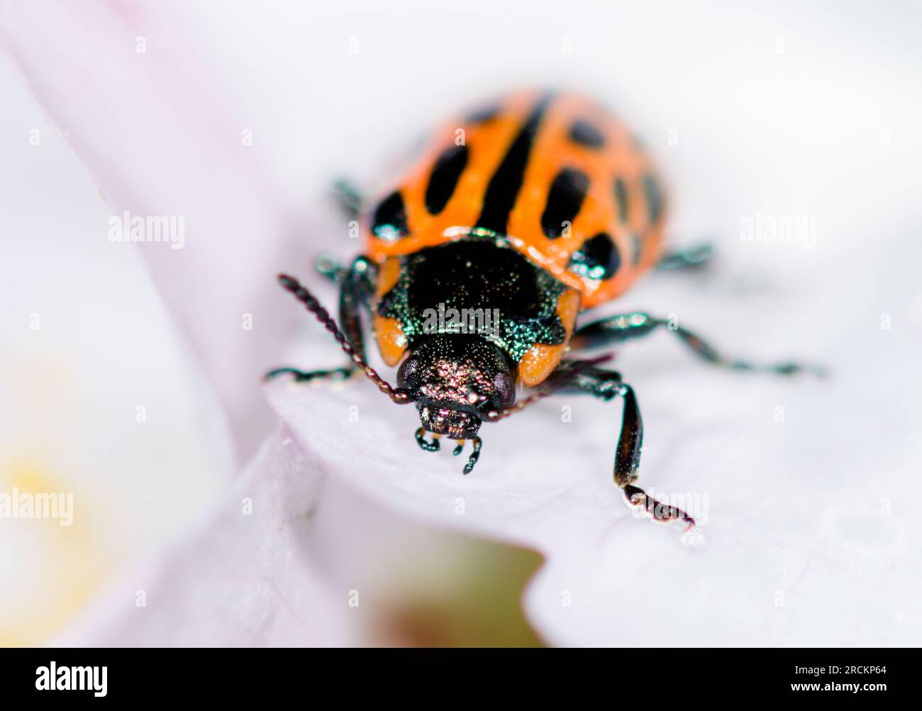 JAPANESE Spotted Willow Leaf Beetle RED Form (Chrysomela vigintipunctata).Chrysomelidae. Kobe, Japan Stock Photo