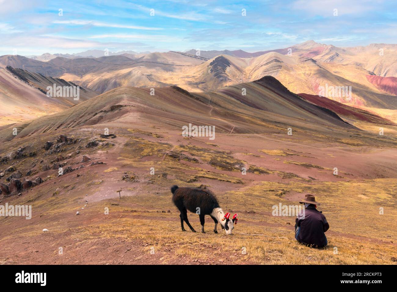 Alpaca at Palccoyo rainbow mountains in Peru Stock Photo