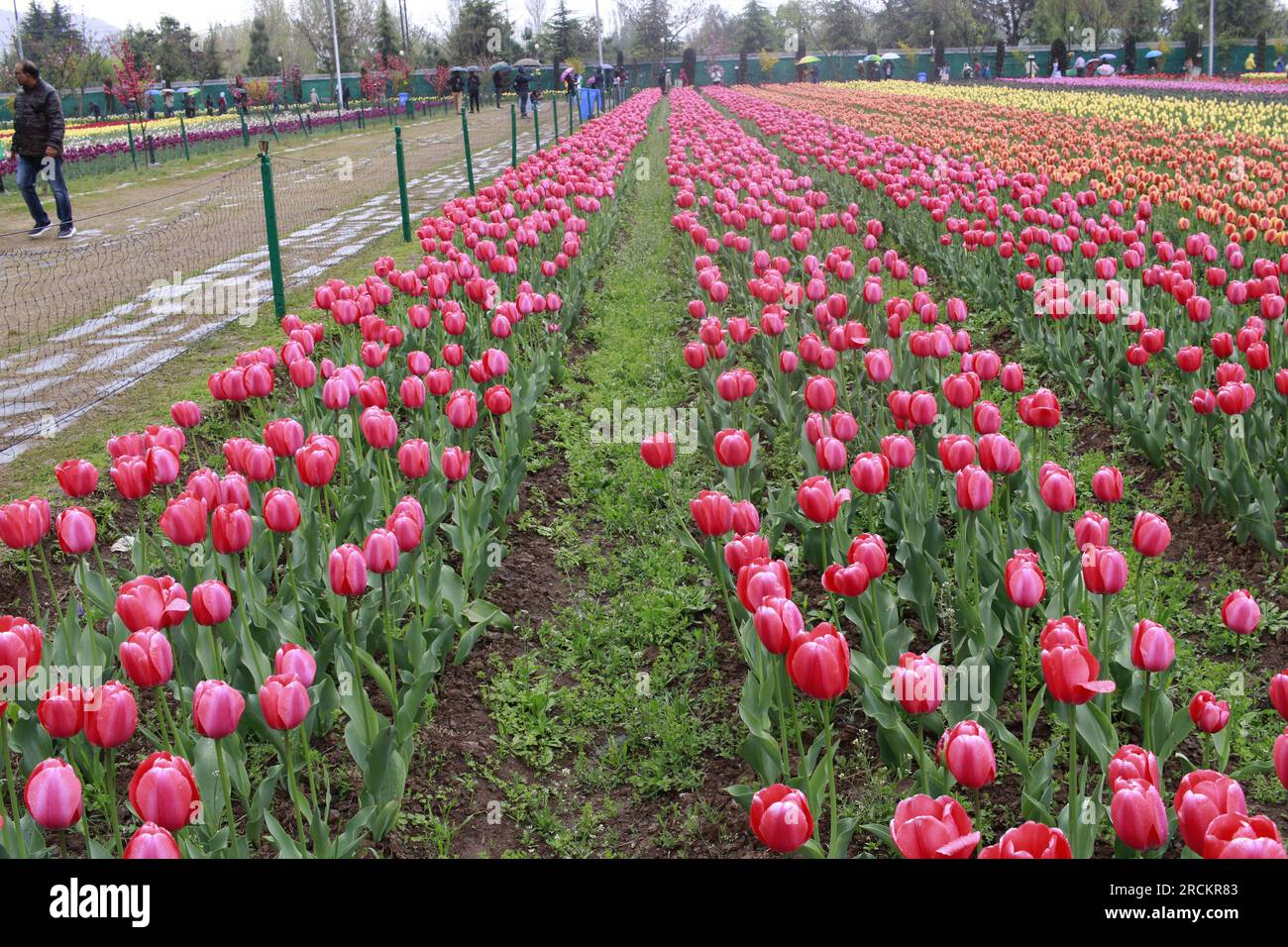 Tulip flower and Tulip festival in Kashmir. Beautiful wall mounting
