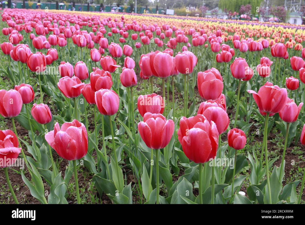 Tulip flower and Tulip festival in Kashmir. Beautiful wall mounting