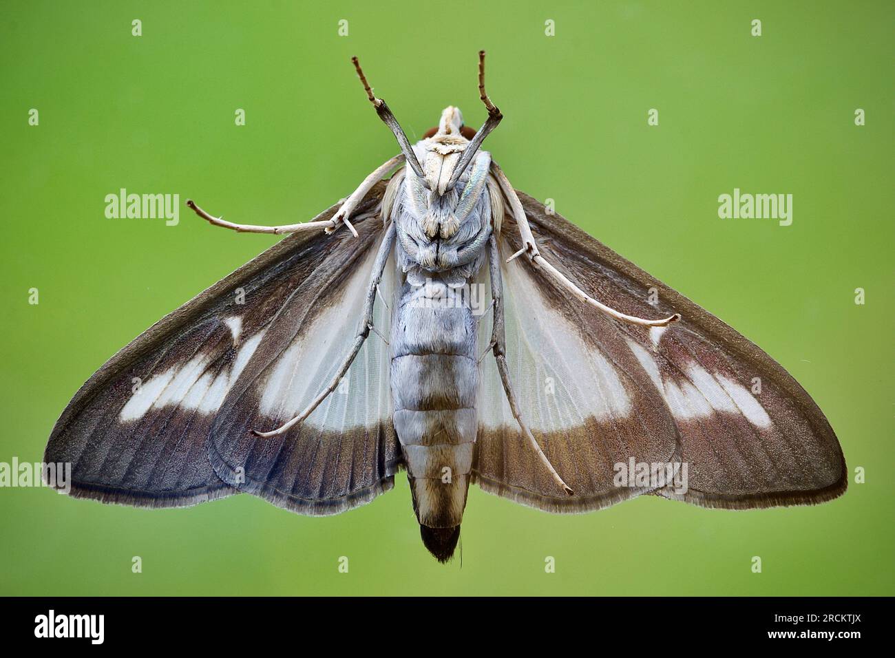 View of the underside of a Box Tree Moth, Cydalima perspectalis - a species rapidly spreading having been accidentally introduced to the UK from Asia Stock Photo