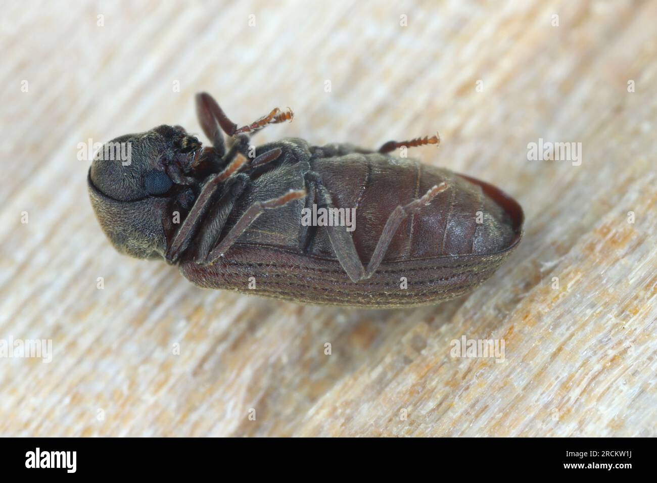 Woodworm or Furniture beetle (Anobium punctatum). The beetle on the