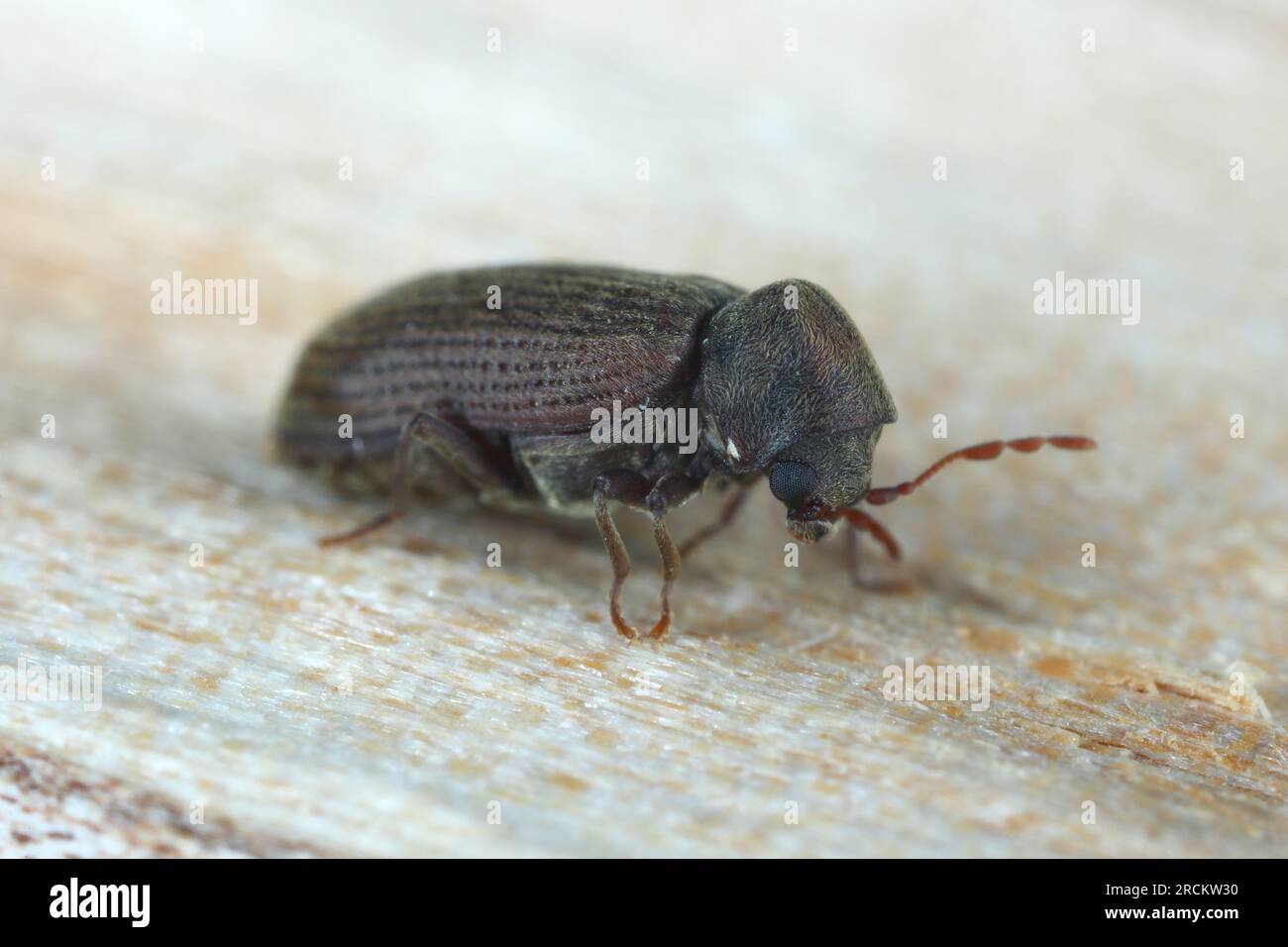 Woodworm or Furniture beetle (Anobium punctatum). The beetle on the