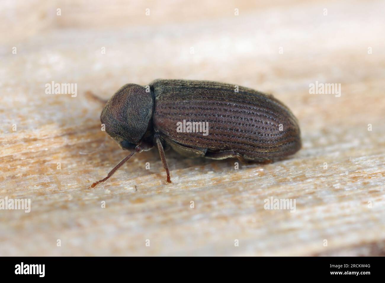Punctatum hi-res stock photography and images - Alamy
