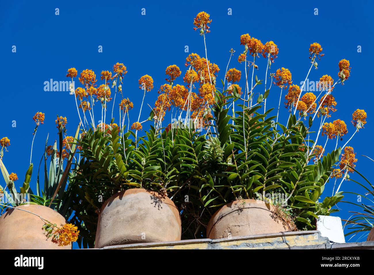 Colorful orange flowers bloom against the deep blue sky on a rooftop garden of a private home in the historic district in San Miguel de Allende, GTO, Mexico. Stock Photo