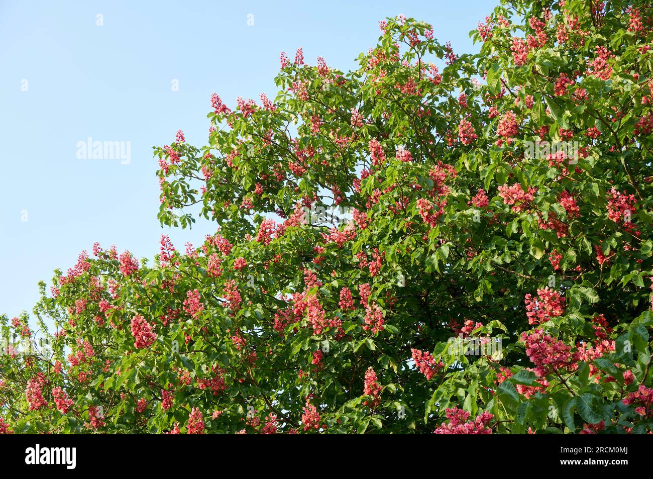 Red Horsechestnut tree (Aesculus x carnea)  blooming in spring, Vancouver, BC, Canada Stock Photo