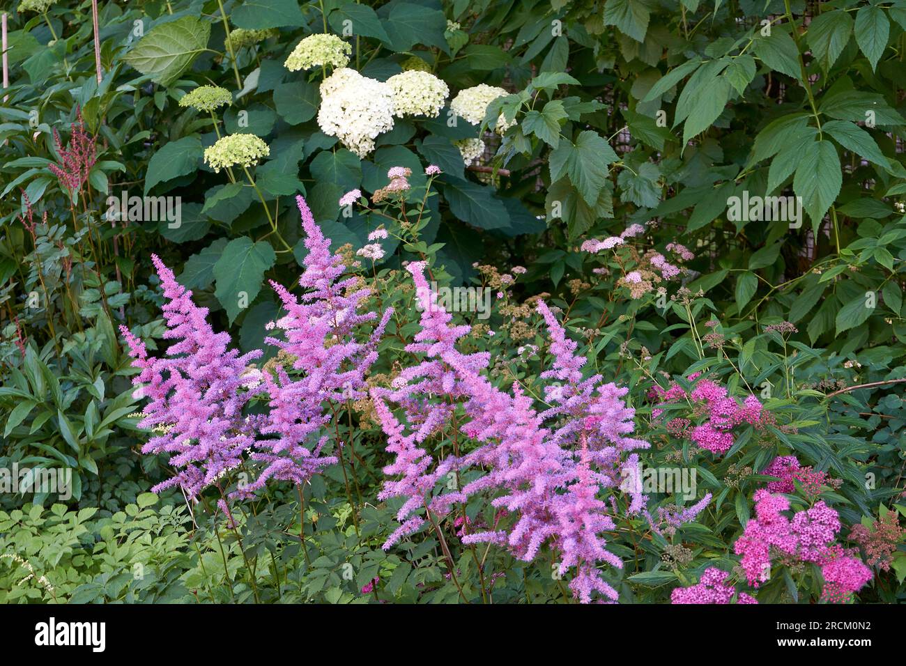 Lilac-purple colored Astilbe Amethyst flowers (Astilbe x arendsii)  blooming in summer Stock Photo