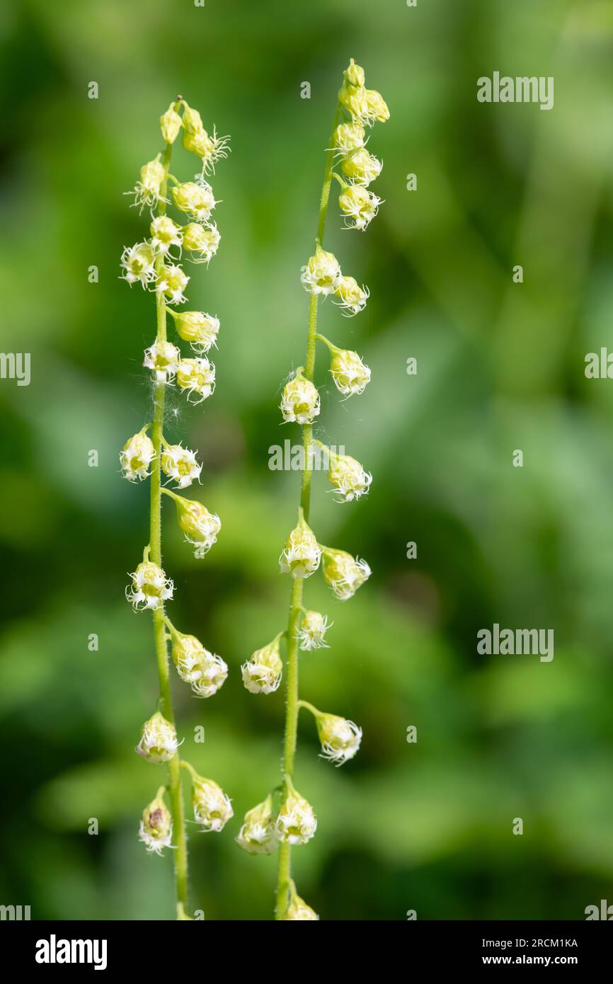 Close up of bigflower tellima (tellima grandiflora) flowers in bloom Stock Photo