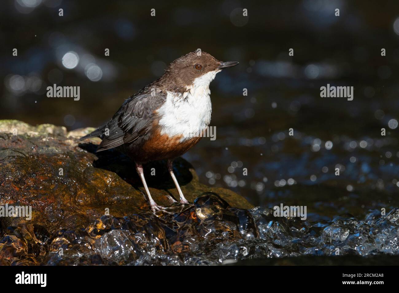 Dipper (Cinclus cinclus) on a fast flowing upland river in the Peak District, England. Stock Photo