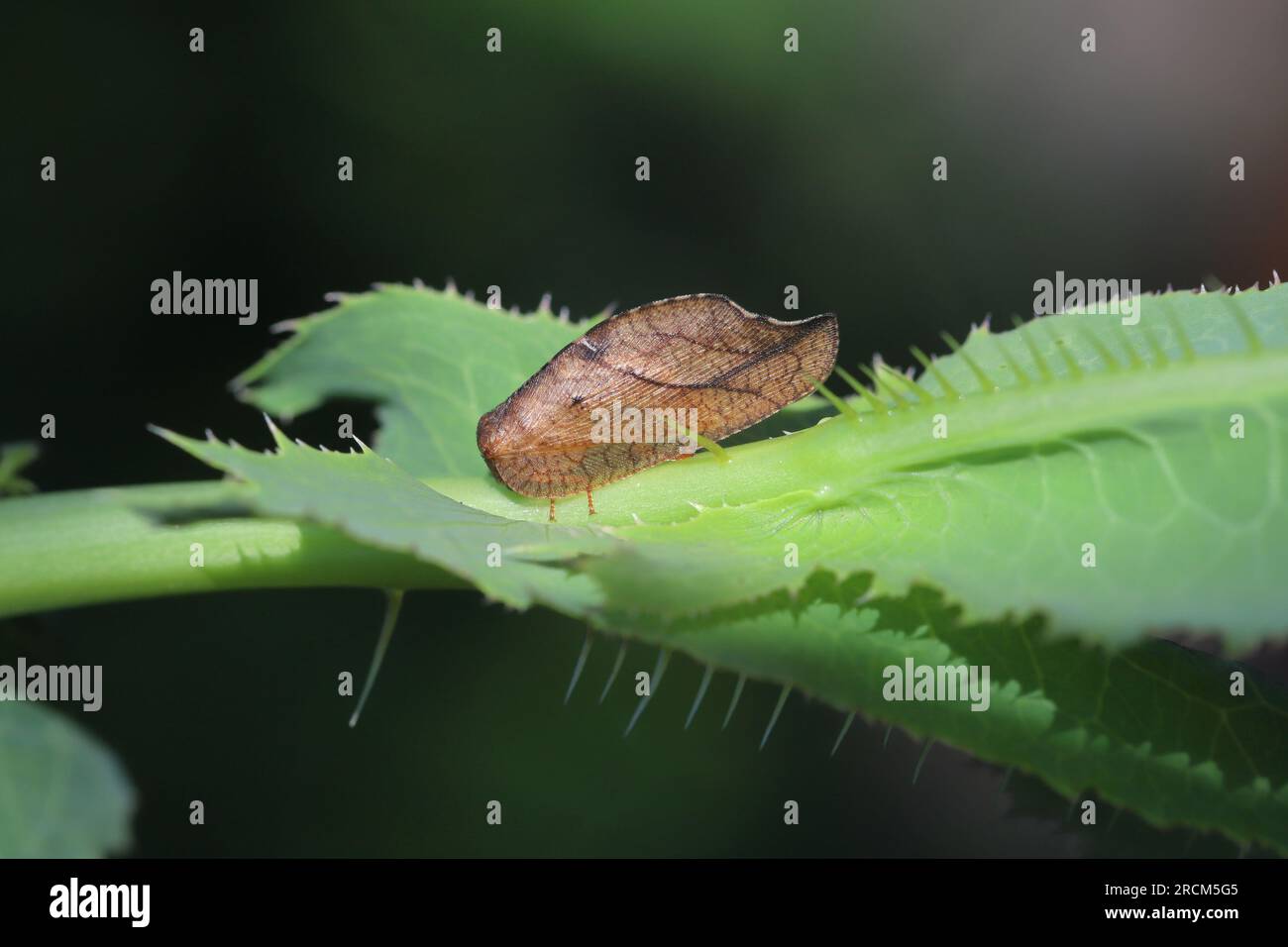 Hookwinged Lacewing (Drepanepteryx phalaenoides). A predatory insect