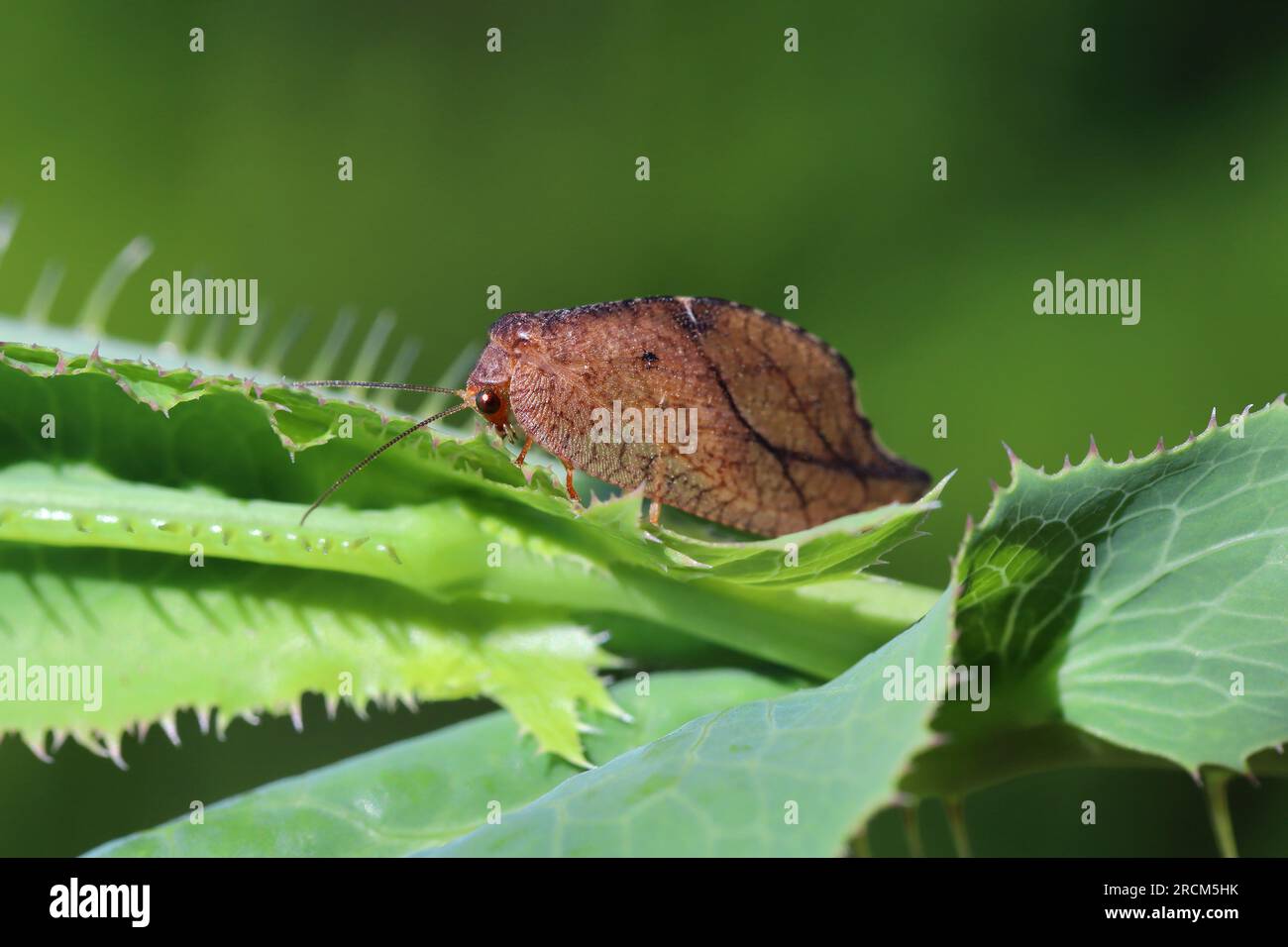 Hookwinged Lacewing (Drepanepteryx phalaenoides). A predatory insect