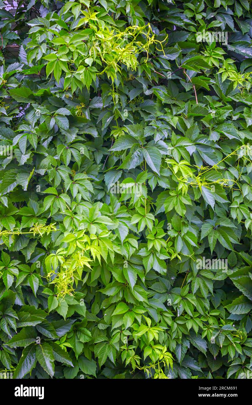 Leafy green texture. Virginia creeper or five leaves ivy climbing plant pattern. Parthenocissus quinquefolia Engelmannii vines natural floral backgrou Stock Photo