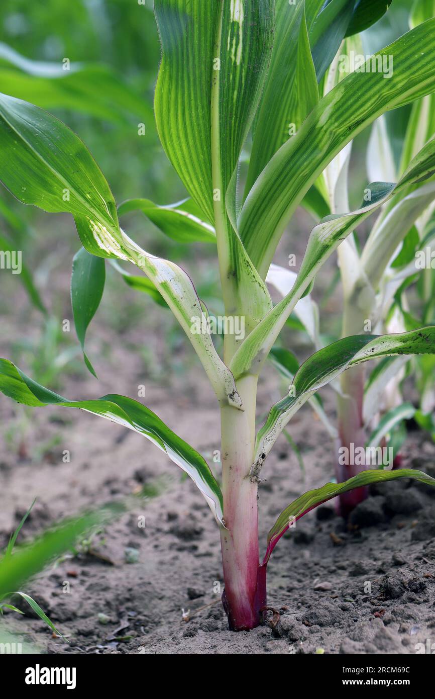 Phytotoxic effect on the corn plant, discoloration, chlorosis caused by