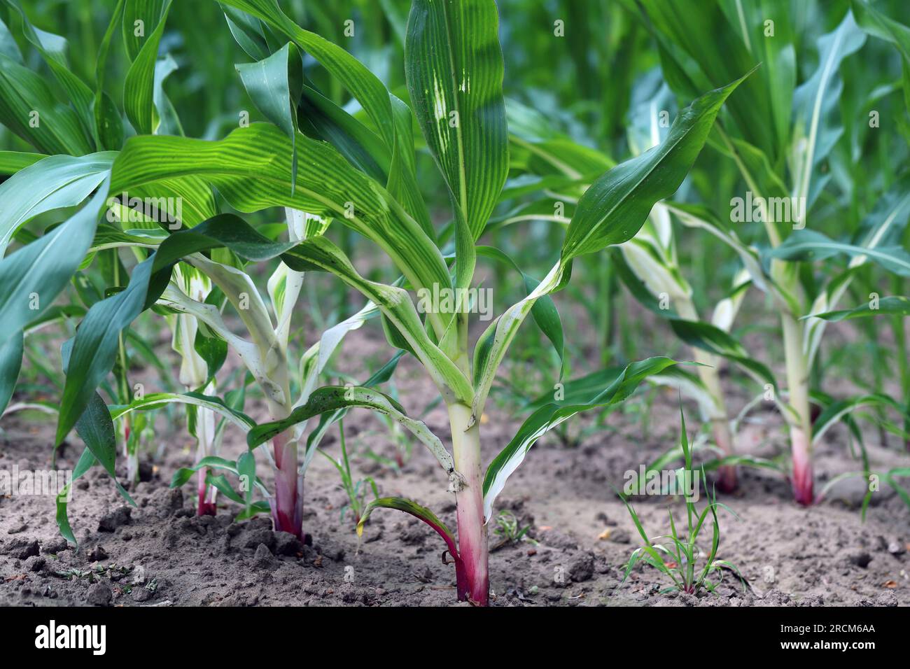 Phytotoxic effect on the corn plant, discoloration, chlorosis caused by