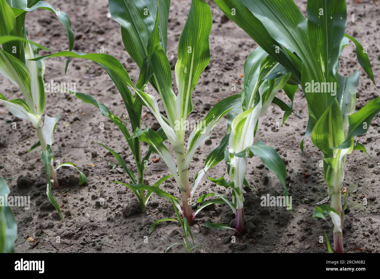 Phytotoxic effect on the corn plant, discoloration, chlorosis caused by