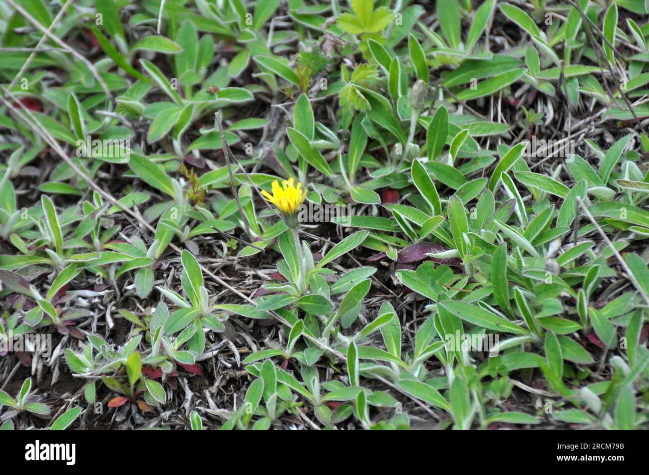 Among the herbs in the wild grows Pilosella officinarum Stock Photo
