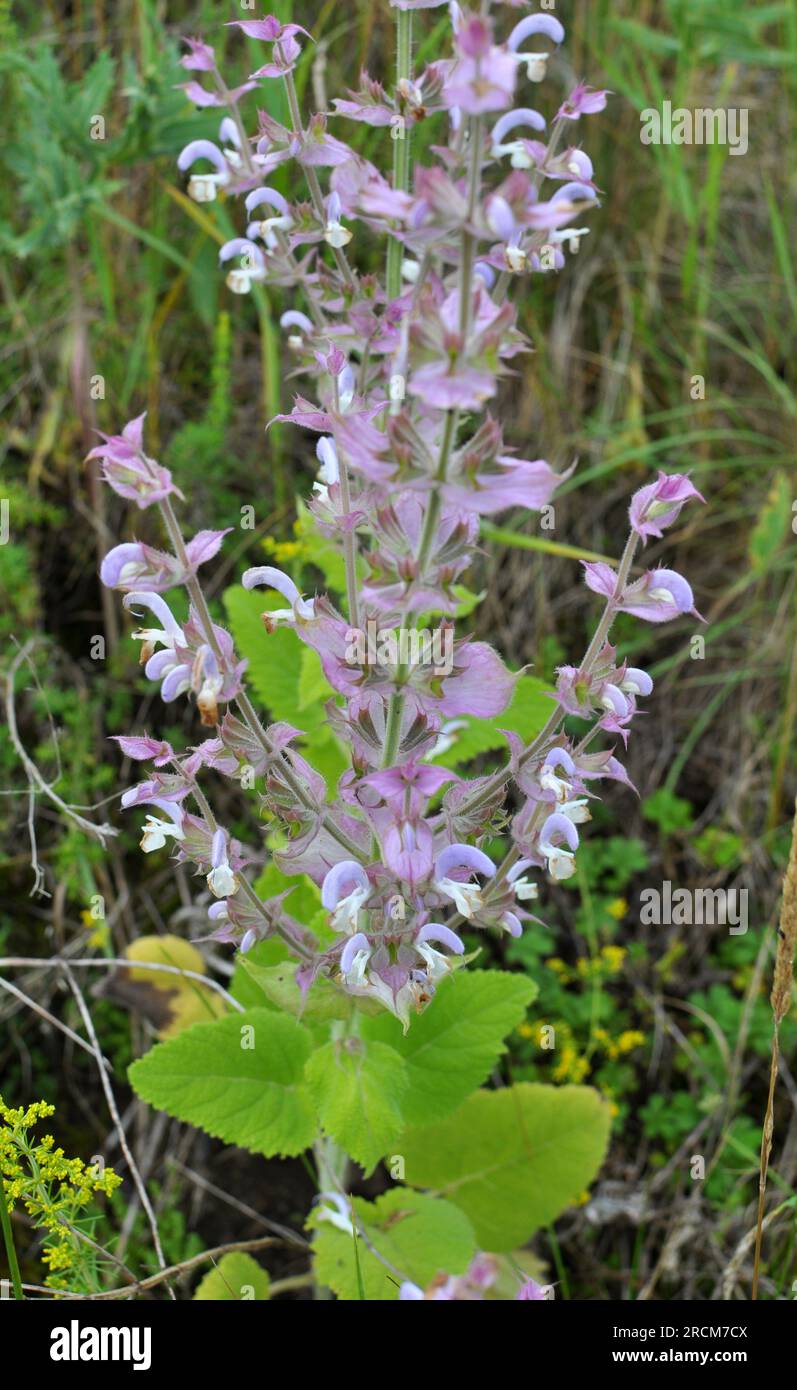 Clary sage (Salvia sclarea) grows in the wild Stock Photo - Alamy