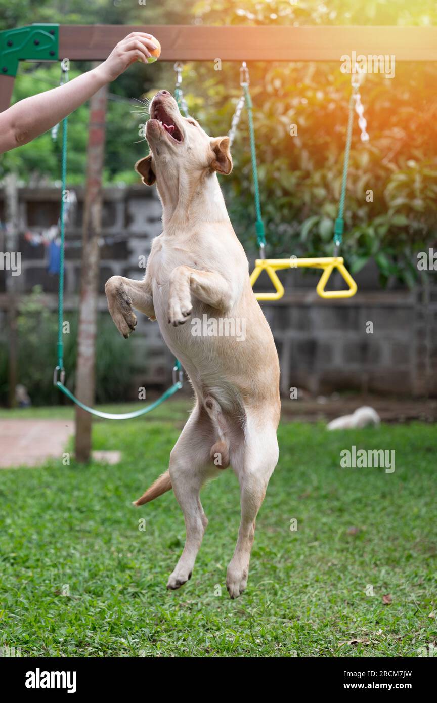 Having fun with labrador dog in park making him jump up to toy Stock Photo