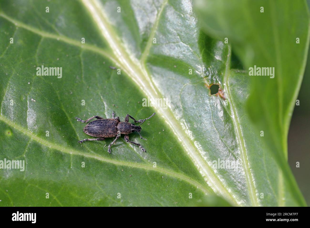 Beet Leaf Weevil (Tanymecus palliatus), sitting on a leaf. A common pest of sugar beet, fodder beet and red beet. Stock Photo