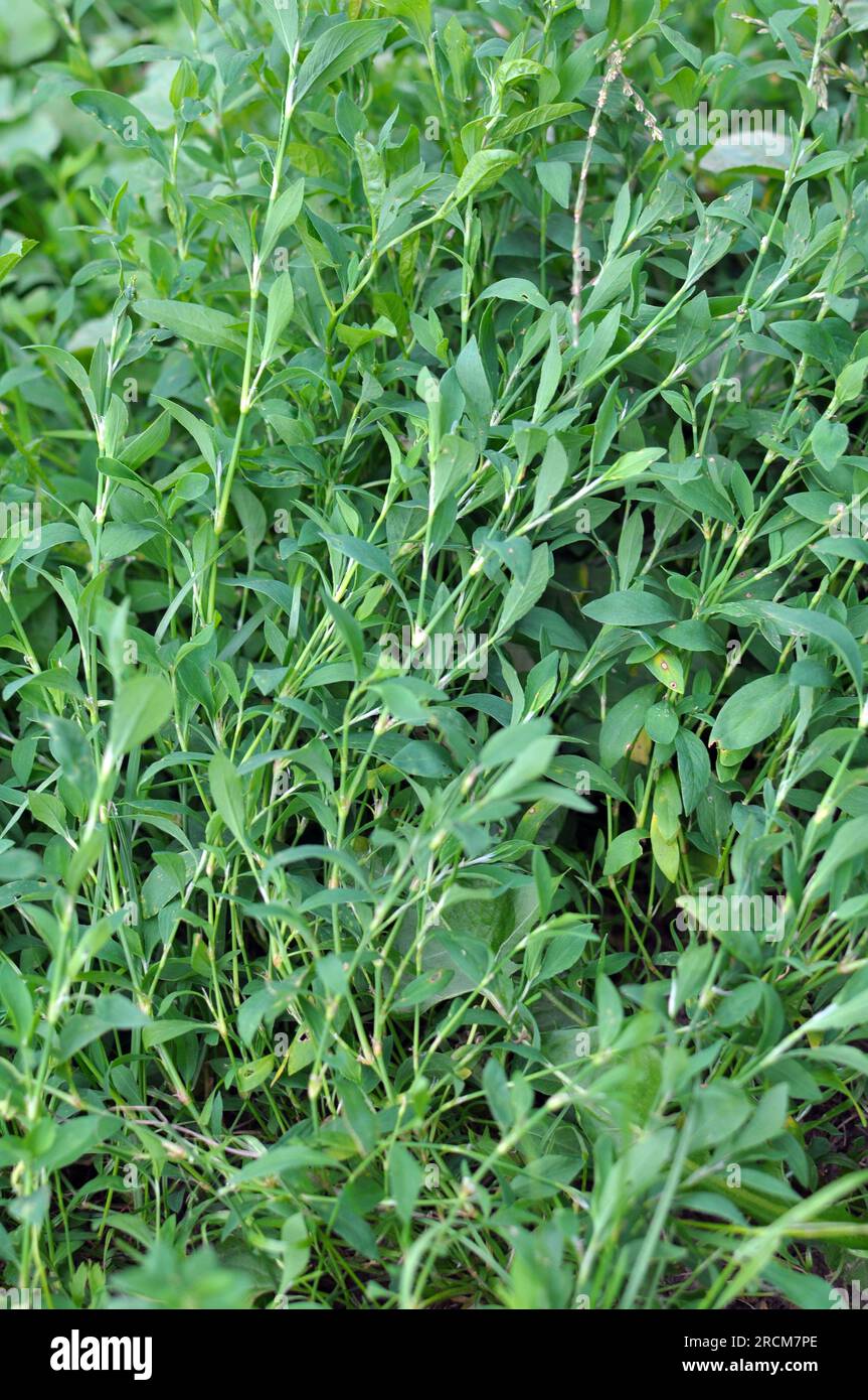 Polygonum aviculare grass grows in the wild Stock Photo