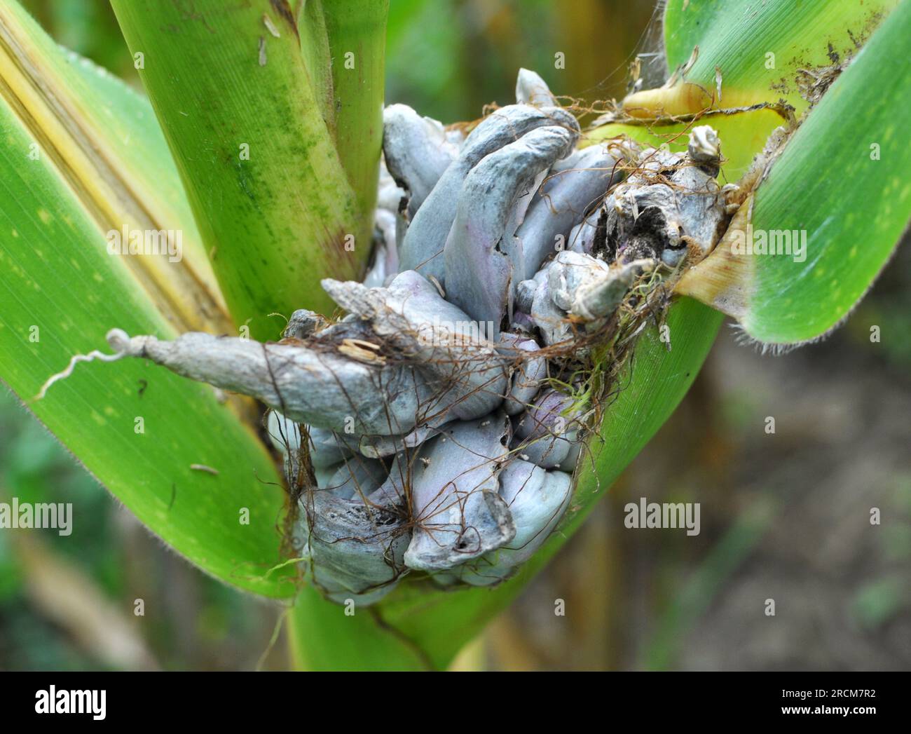 Ustilago zeae hires stock photography and images Alamy