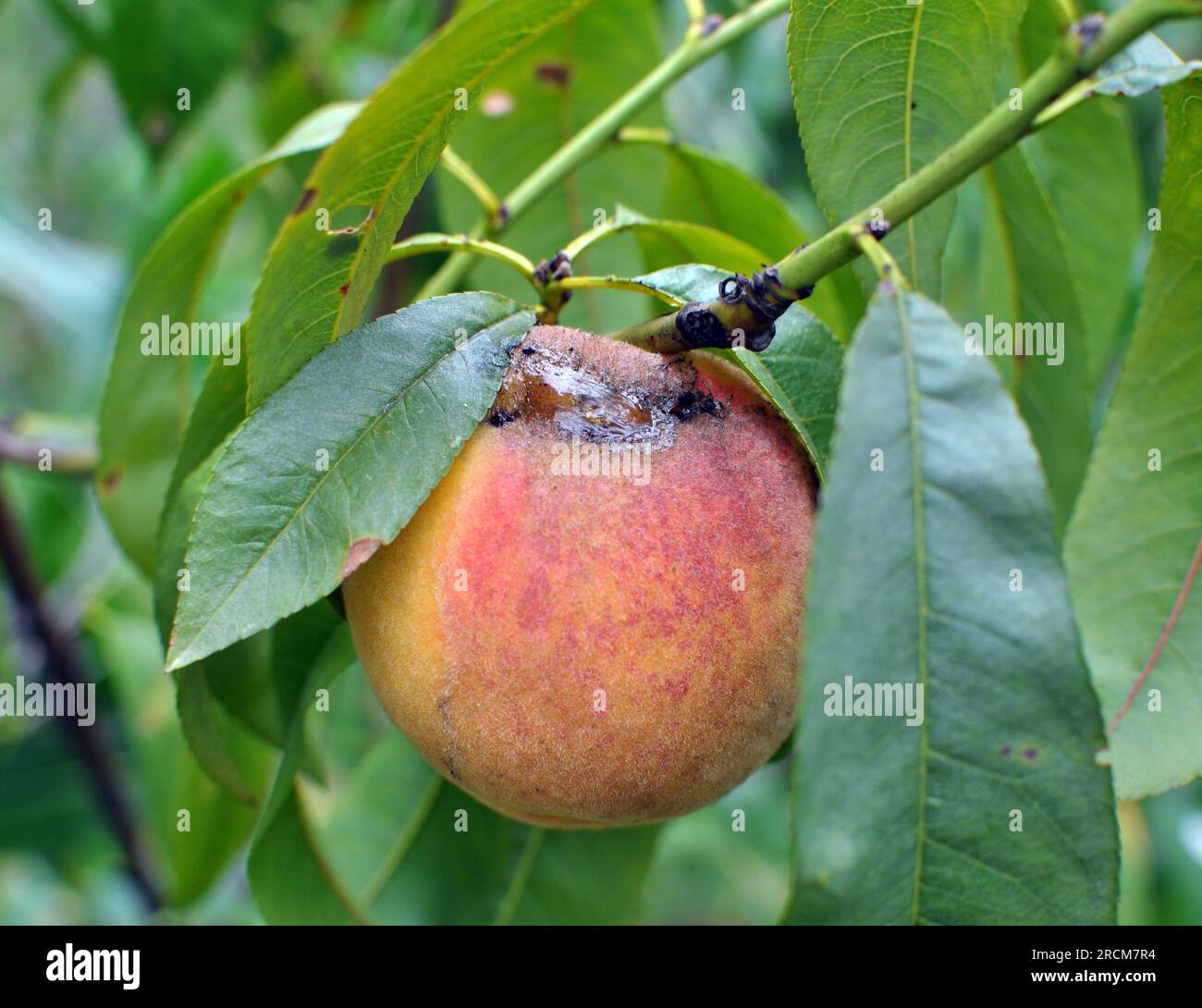 A peach fruit on a tree branch is infected with moniliosis (Monilia cinerea) Stock Photo