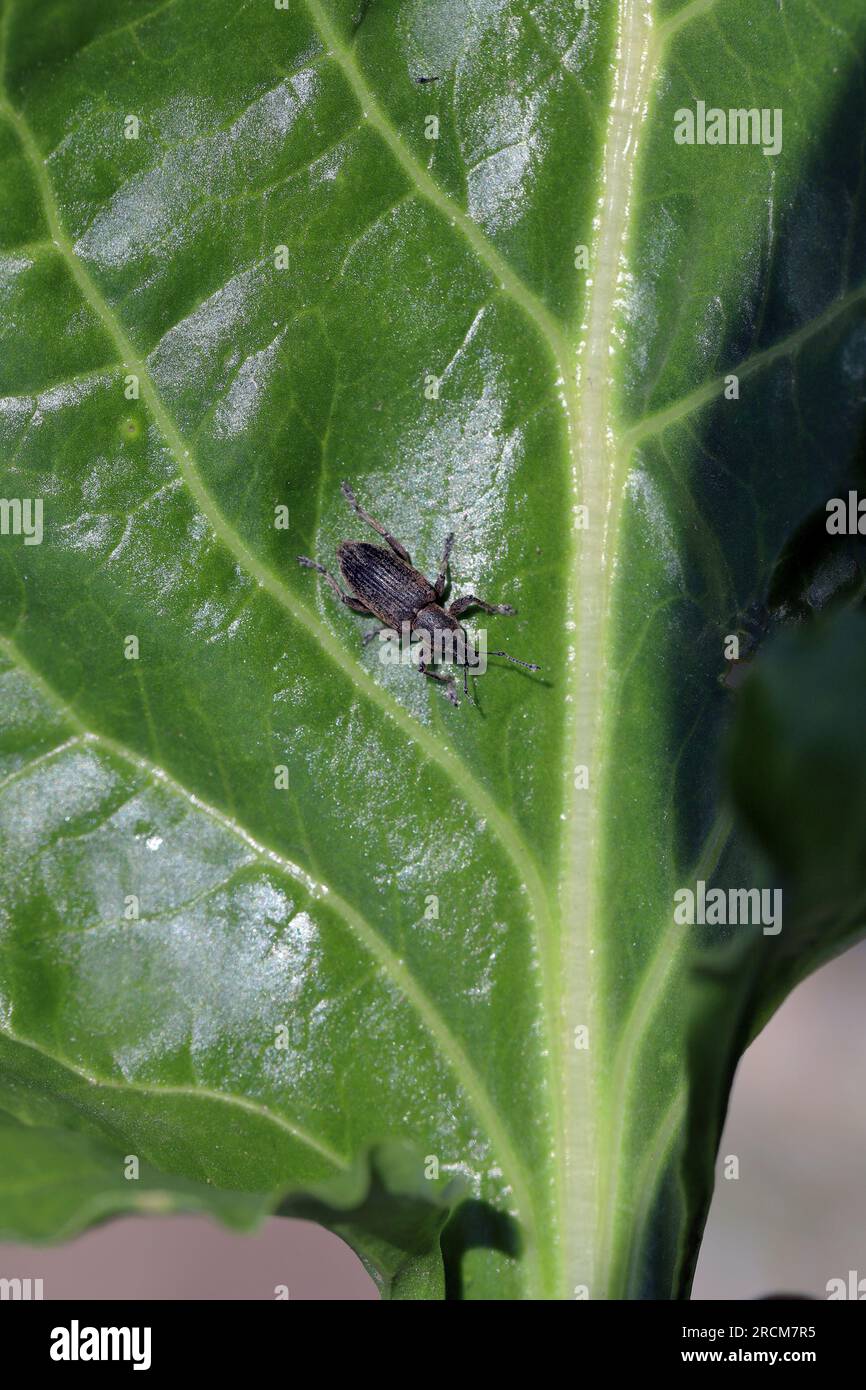 Beet Leaf Weevil (Tanymecus palliatus), sitting on a leaf. A common pest of sugar beet, fodder beet and red beet. Stock Photo