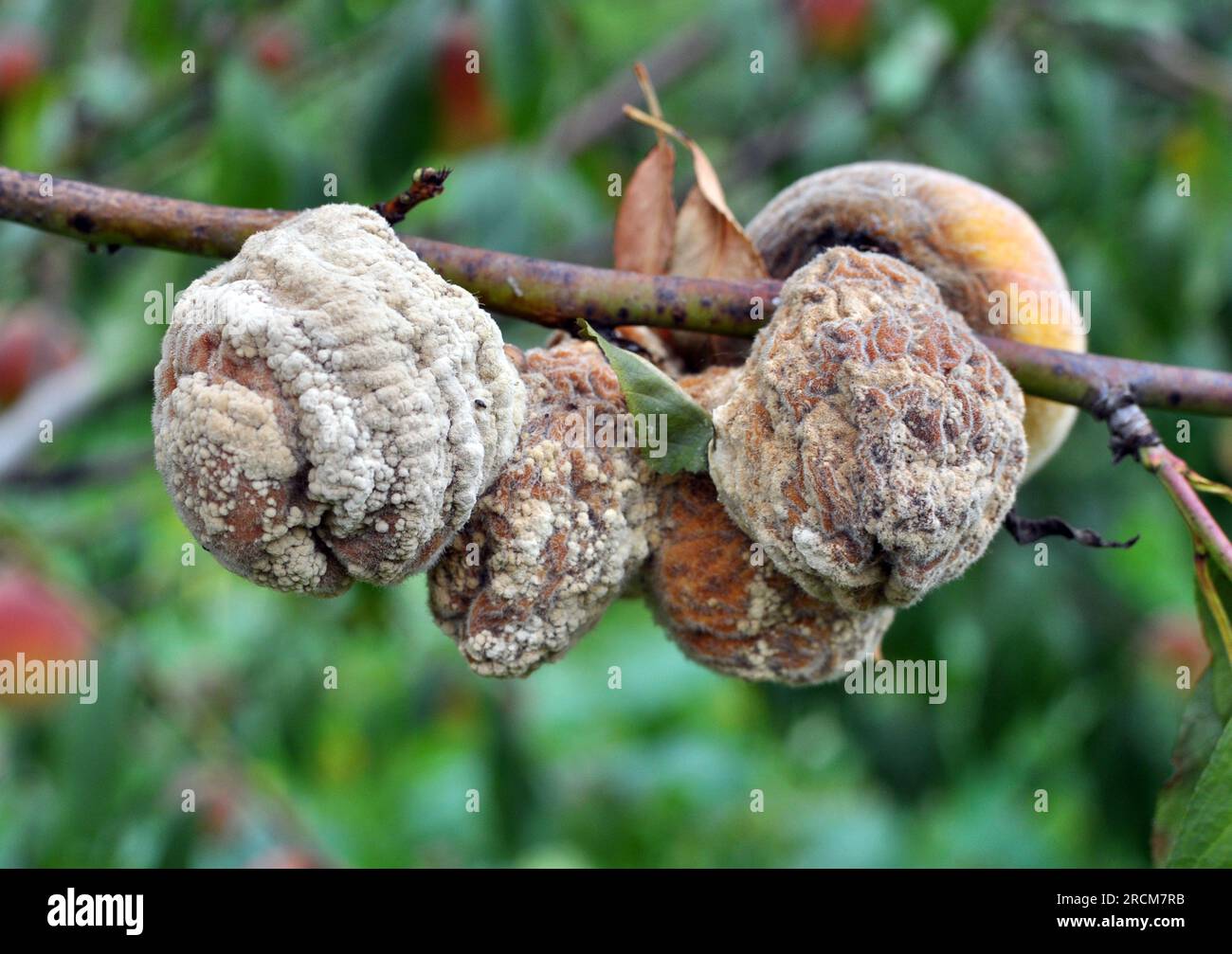 A peach fruit on a tree branch is infected with moniliosis (Monilia cinerea) Stock Photo