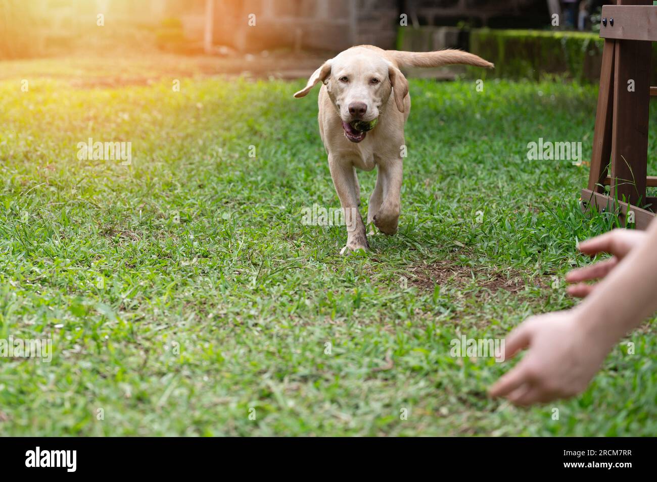 Labrador dog carry tennis ball in his mouth on blurred garden