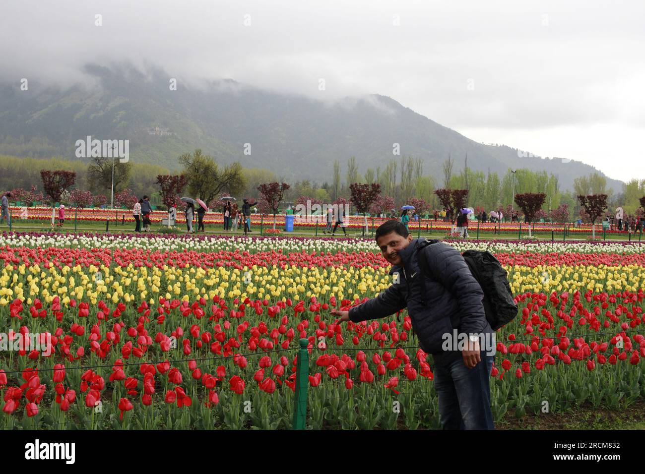 Tulip flower and Tulip festival in Kashmir. Beautiful wall