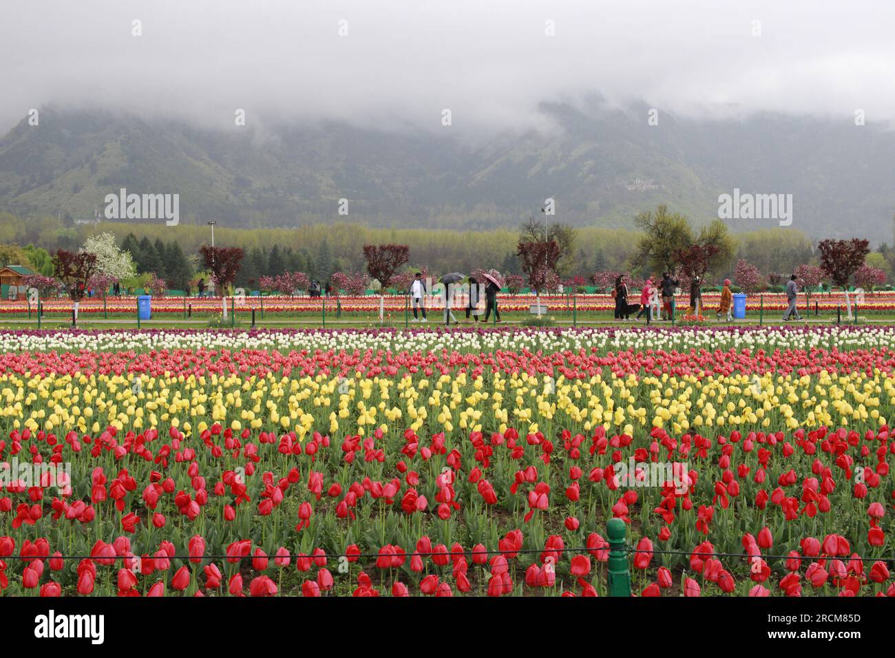 Tulip flower and Tulip festival in Kashmir. Beautiful wall mounting