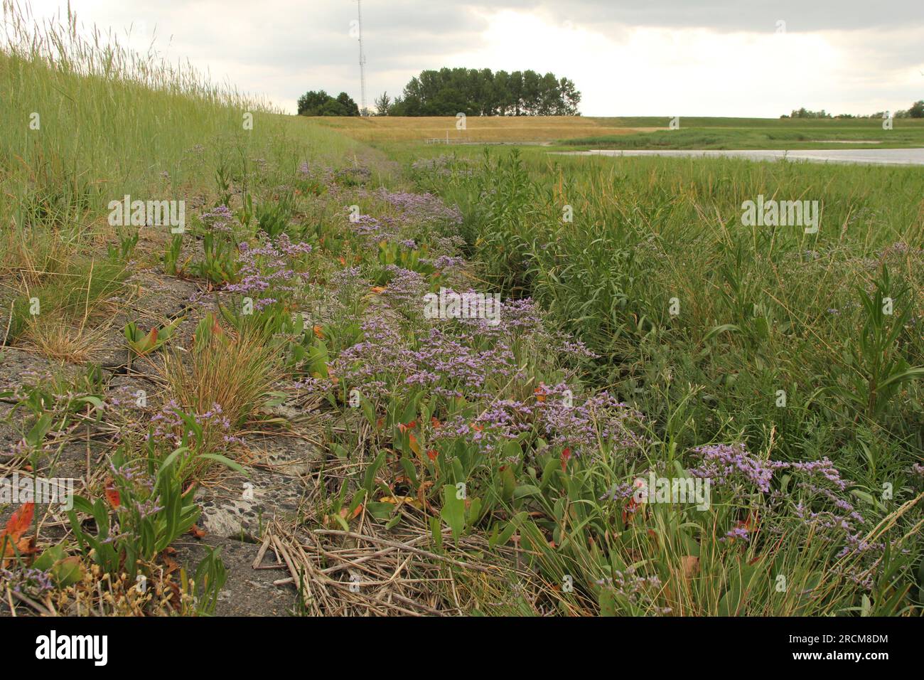 groups of purple sea lavender and green plants and grasses in a salt marsh under the seawall at the dutch coast in zeeland at the westerschelde sea Stock Photo