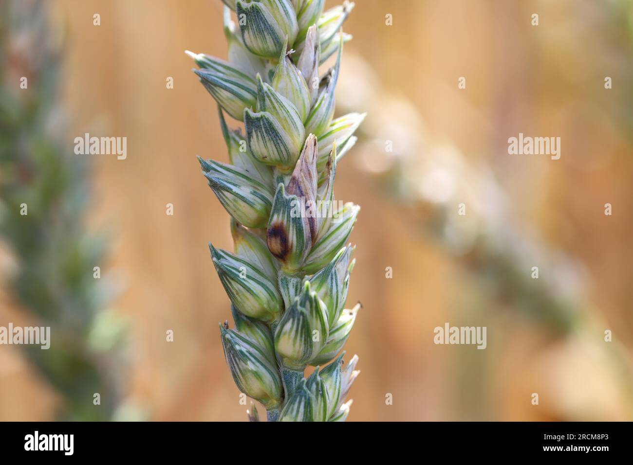 Glume blotch (Phaeosphaeria nodorum, Septoria glumarum) infected wheat ear. Cereals ear disease. Stock Photo