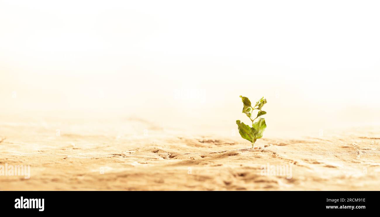 Plant wilting and dying in dry cracked desert soil. Concept displaying