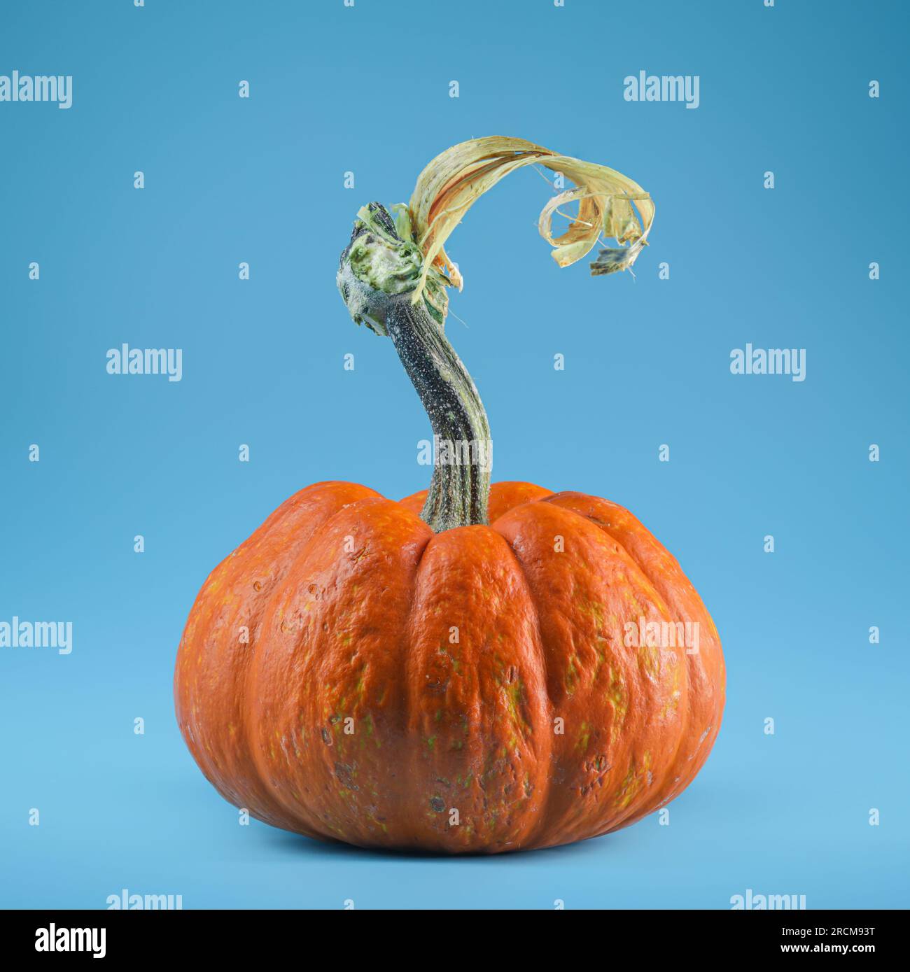 Mini orange pumpkin with stem for Halloween on blue background. Stock Photo