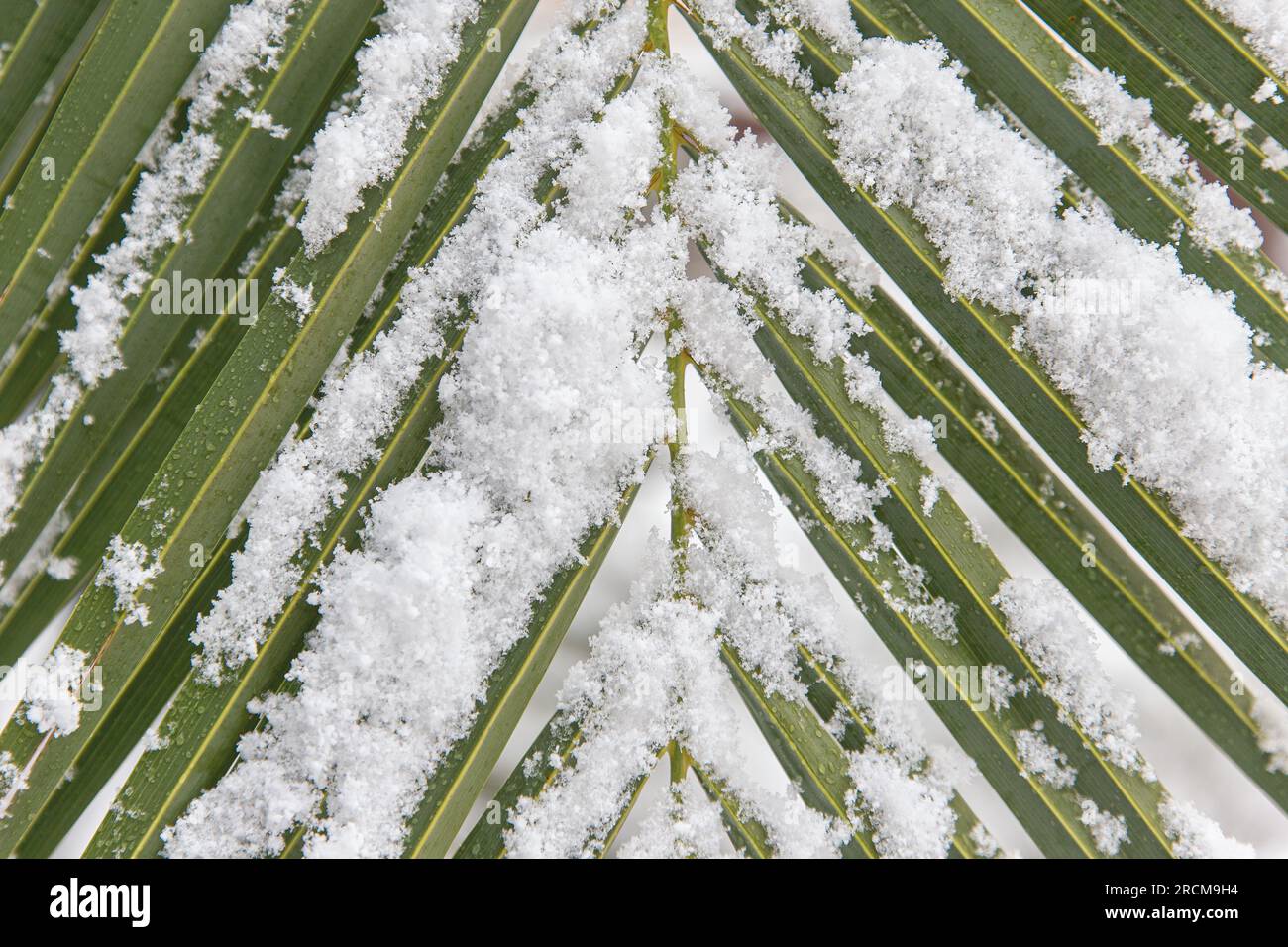 Detail of palm tree leaf covered in snow in full frame shot. Climate change concept. Stock Photo